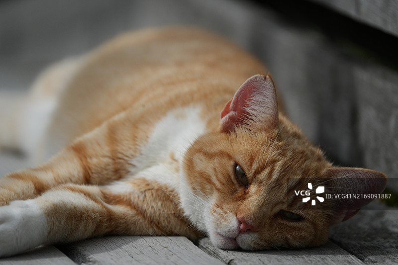 挪威，睡觉的猫咪特写图片素材