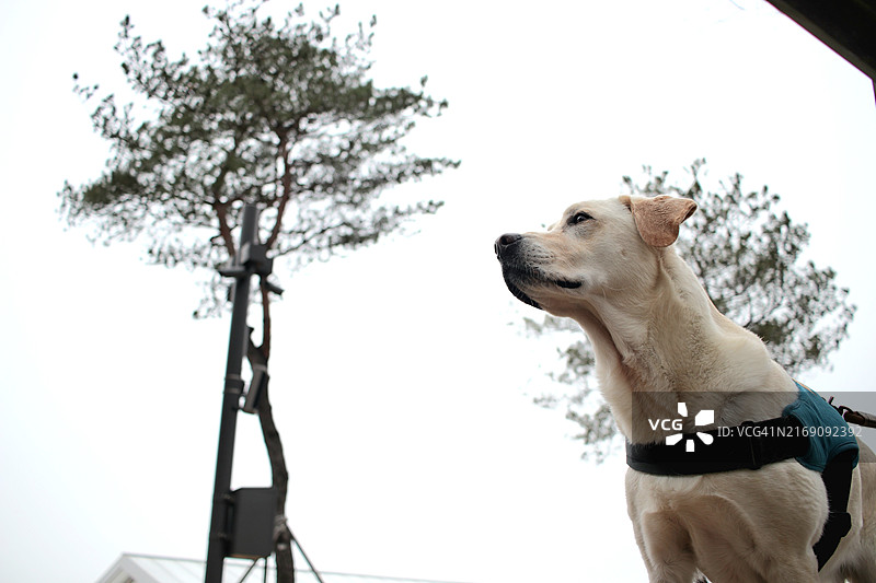 仰视拉布拉多寻回犬图片素材