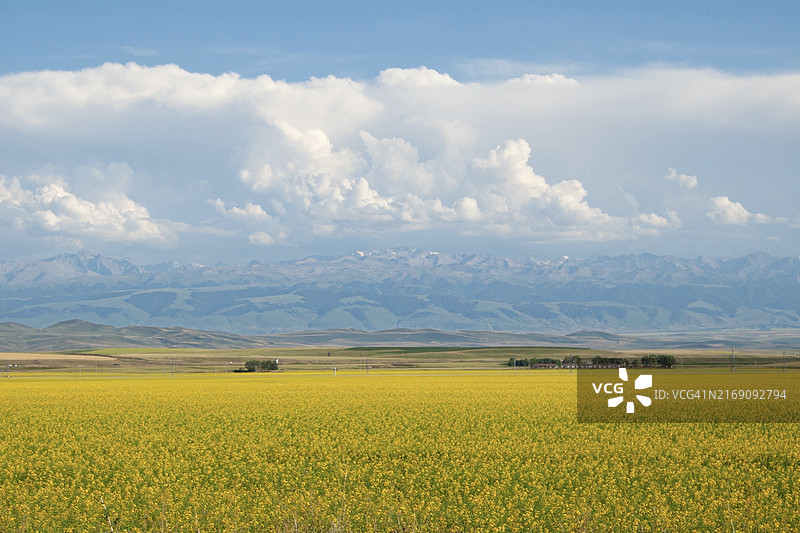 中国新疆油菜花田的壮丽景色图片素材