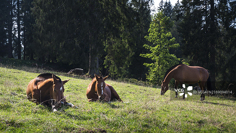 瑞士汝拉山脉中的弗雷伯格马图片素材