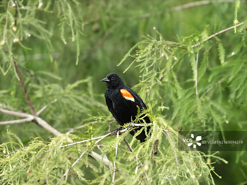星椋鸟栖息在植物上特写，佛罗里达州，美国图片素材