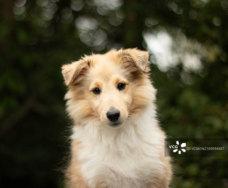 设得兰牧羊犬特写图片素材