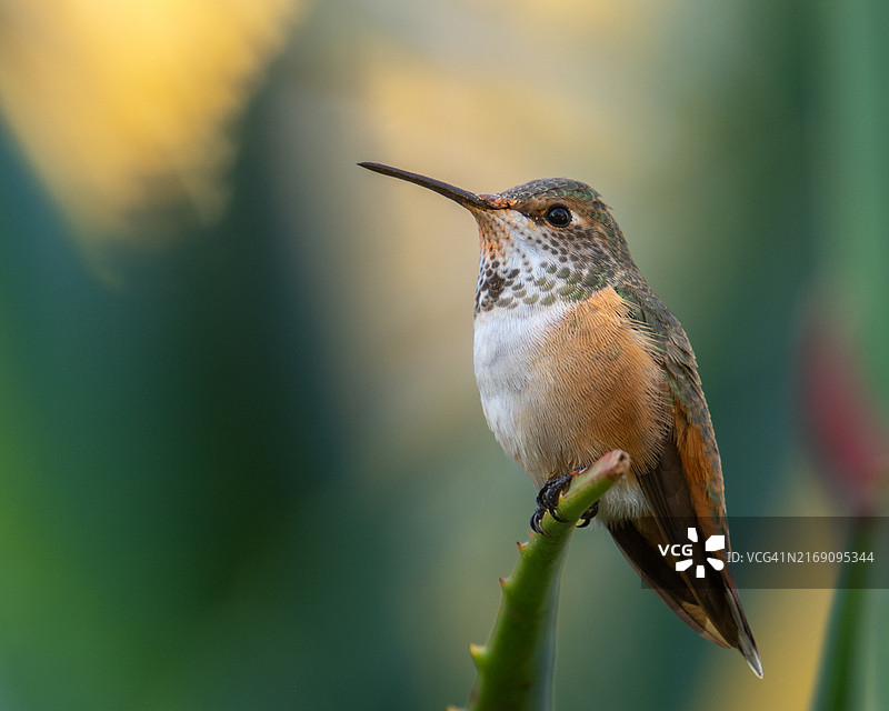 蜂鸟特写，美国加利福尼亚州蒙特西托图片素材