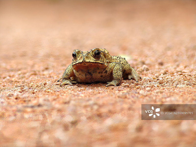 澳门青蛙特写图片素材