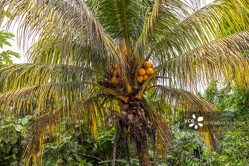 秘鲁丛林的椰子、植物和水果图片素材