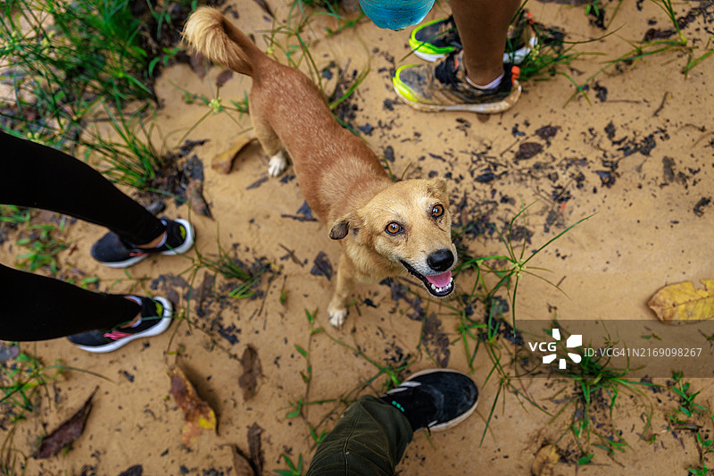 好奇的小狗对着镜头微笑图片素材