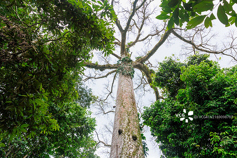 秘鲁亚马逊的Lupuna树图片素材