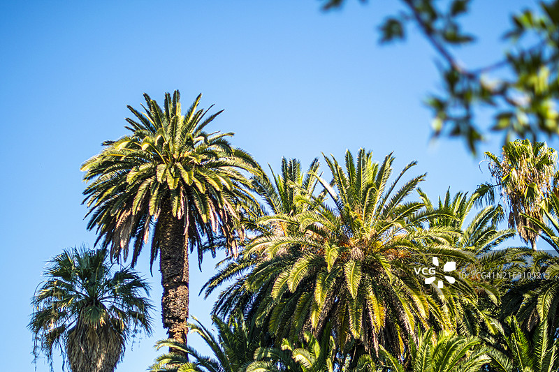 阿根廷罗萨里奥：阳光棕榈树与晴朗天空图片素材