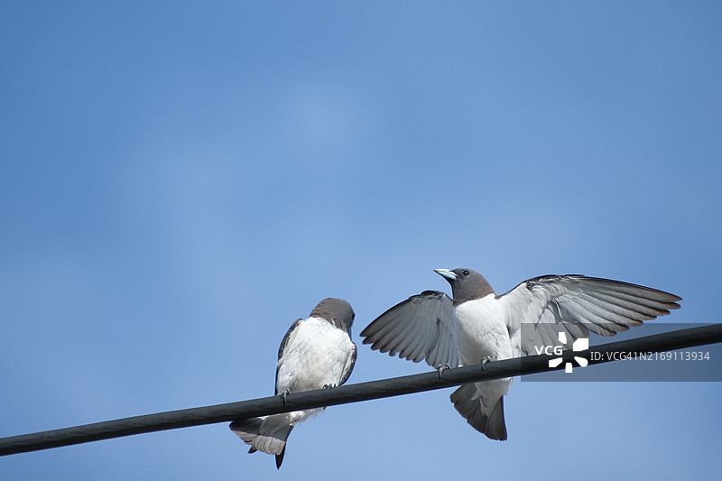 雄燕热情鸣叫以吸引雌性图片素材