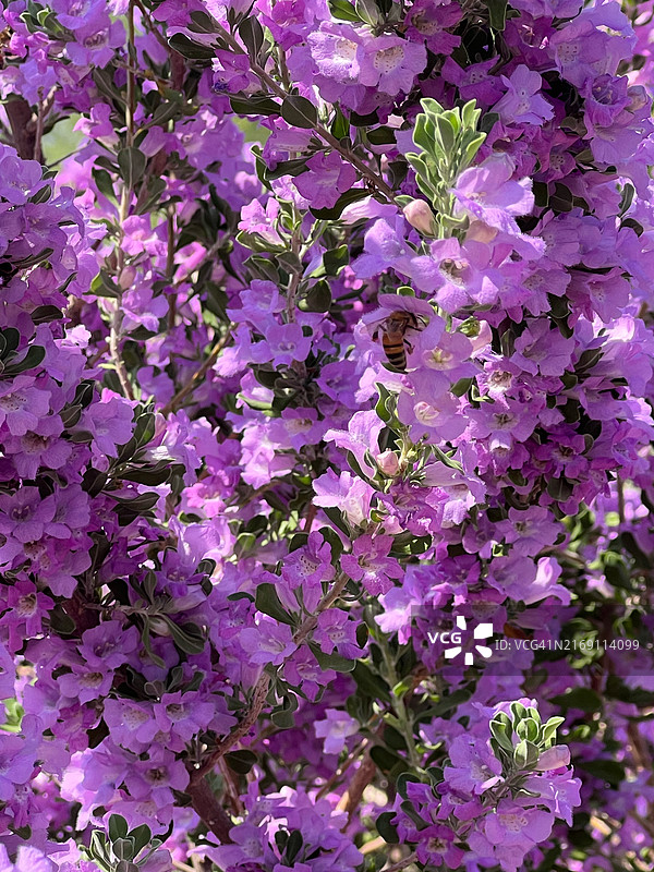 紫色开花植物全画幅照片，图森，亚利桑那州，美国图片素材