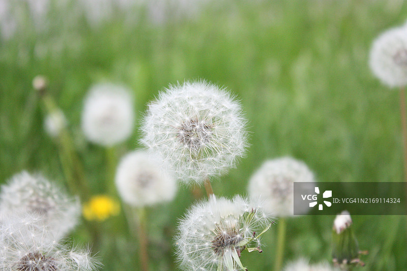 田野中蒲公英花的特写图片素材