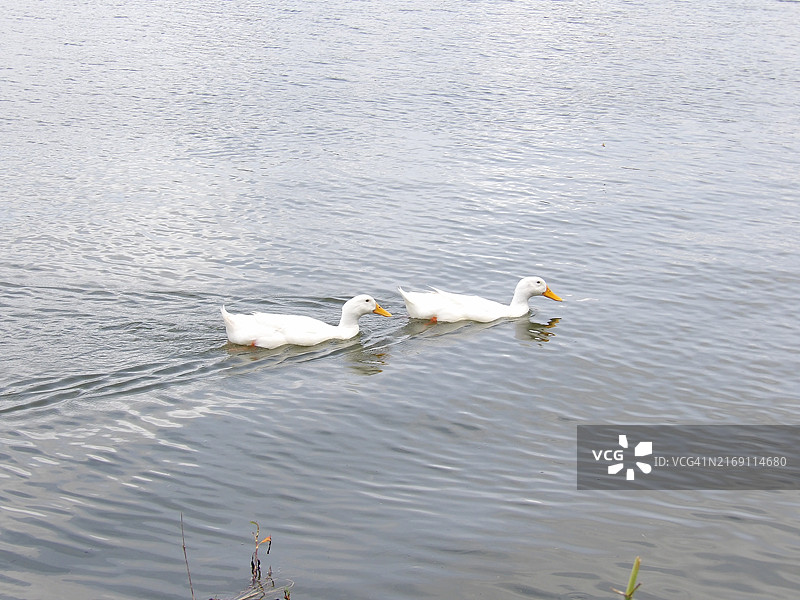 美国佛罗里达州，两只白天鹅在湖中嬉戏的美丽景色图片素材