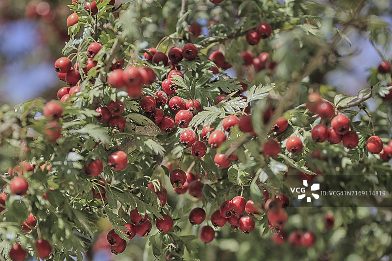 树上生长的浆果特写图片素材