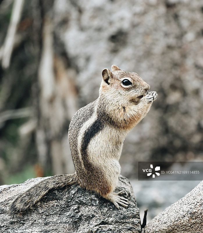 花栗鼠在岩石上，美国科罗拉多州拉里默县特写图片素材