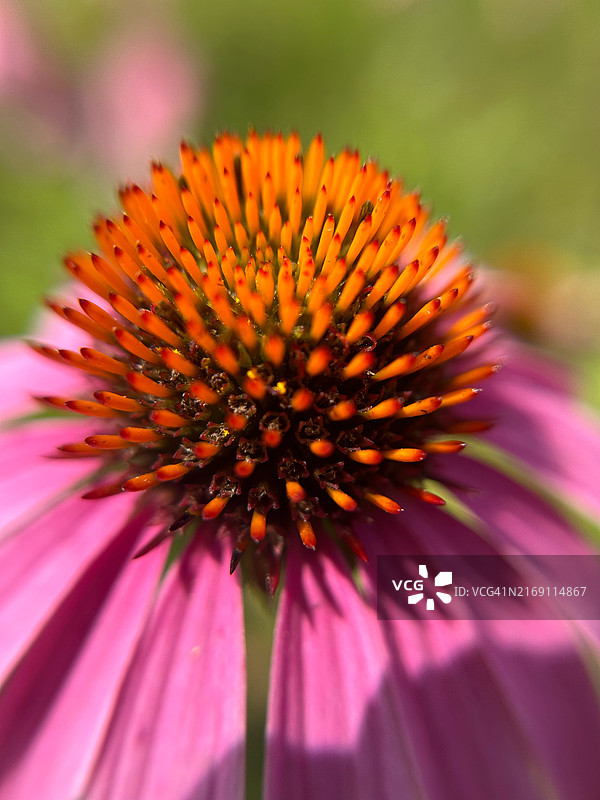 内珀维尔的花朵特写，美国伊利诺伊州图片素材