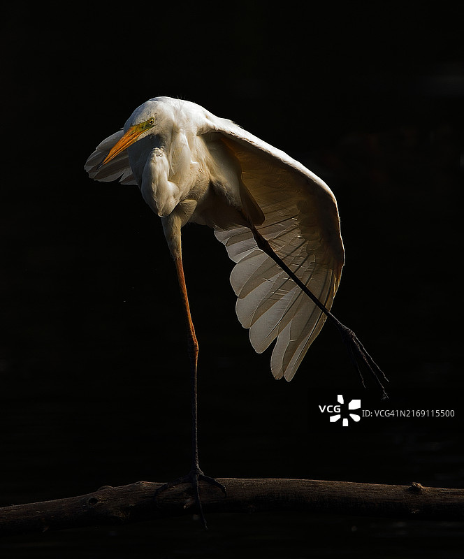 大白鹭栖息在树枝上（比利时）图片素材