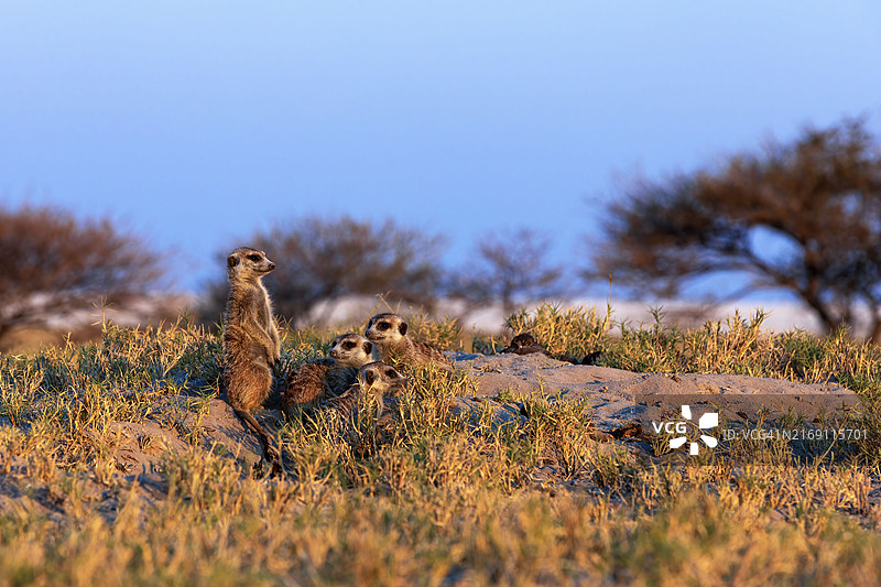 栖息在田野上的鸟儿特写，背景是天空图片素材