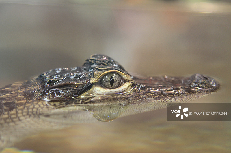 美国鳄鱼特写图片素材