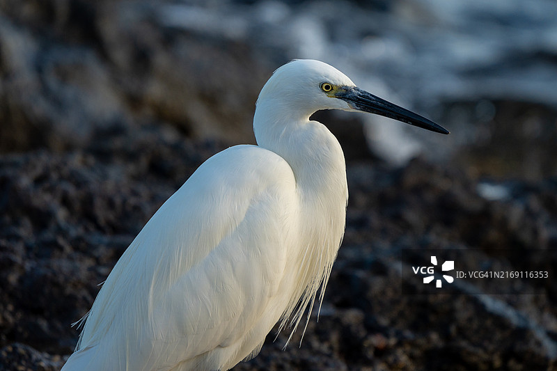 白鹭特写，西班牙圣克鲁斯-德特内里费蓬塔德尔伊达尔戈图片素材