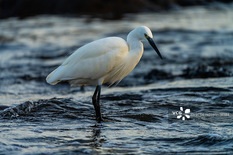 西班牙特内里费圣克鲁斯蓬塔德尔伊达尔戈海滩上的白鹭特写图片素材