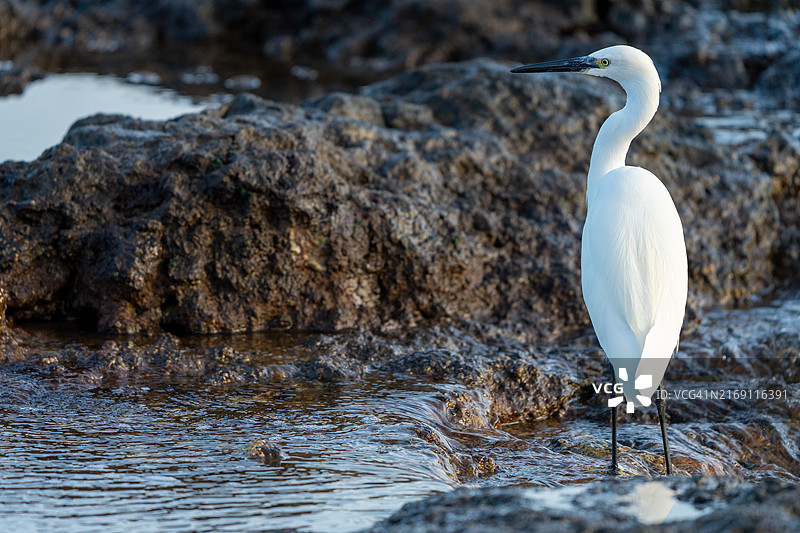 西班牙特内里费圣克鲁斯蓬塔德尔伊达尔戈海滩上的白鹭特写图片素材