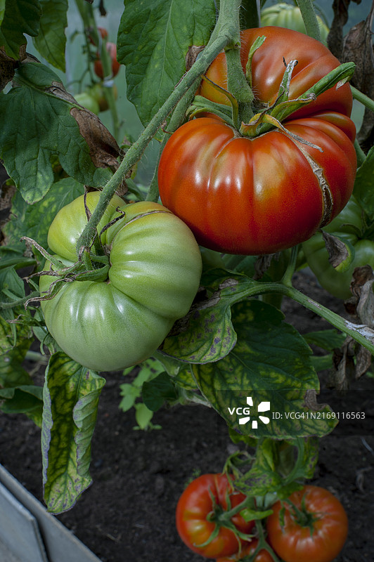 乌克兰私人花园中成熟的红色番茄图片素材