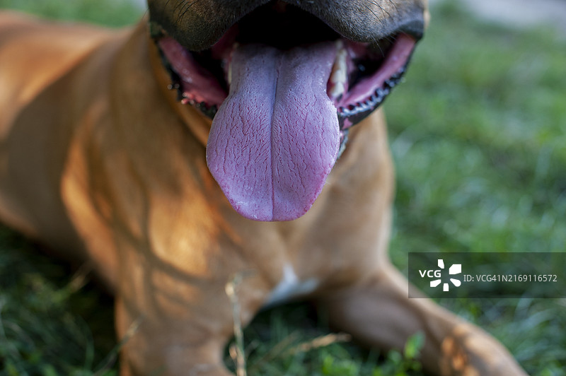 无所畏惧的美国斯塔福梗犬图片素材