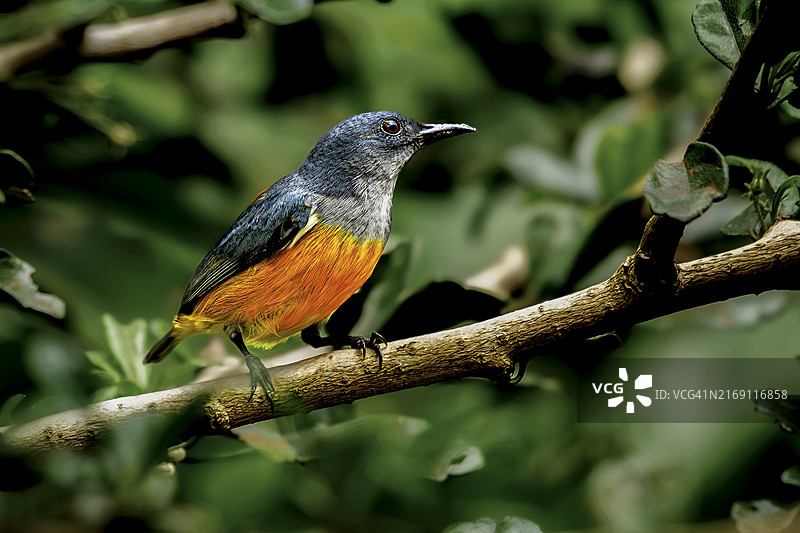 新加坡栖息在树枝上的普通翠鸟特写图片素材