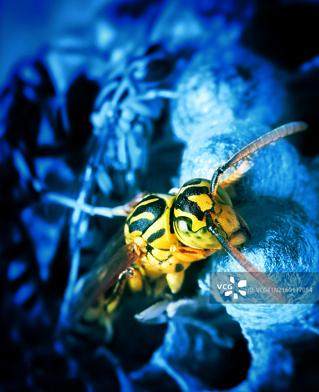 危地马拉的昆虫特写图片素材