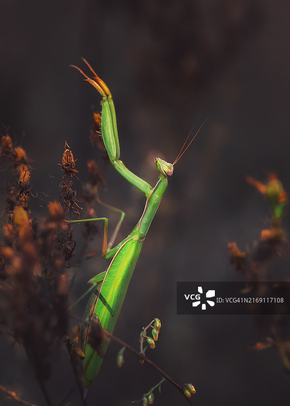 蚱蜢在植物上的特写图片素材