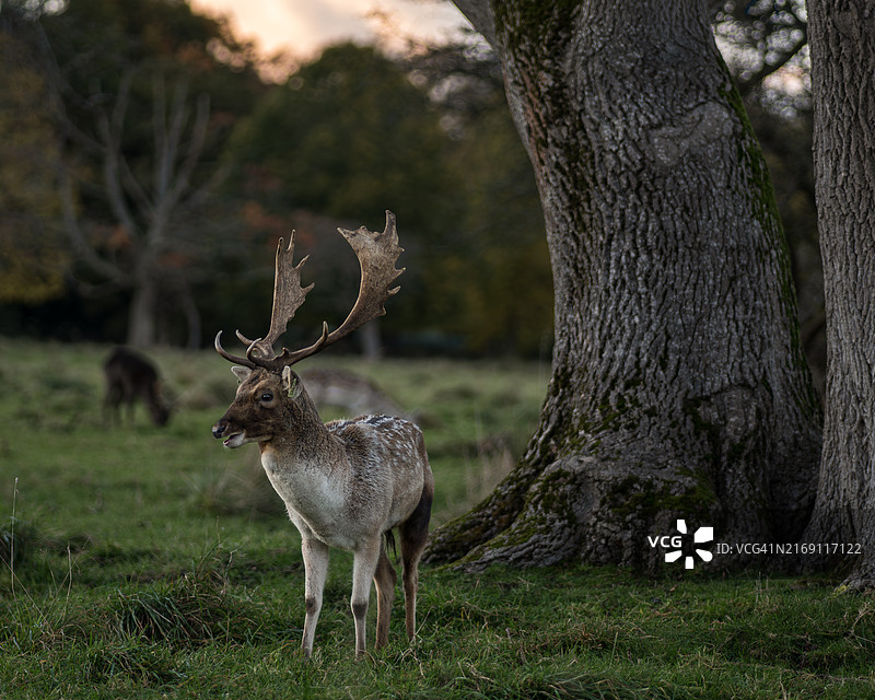黇鹿站在田野上图片素材