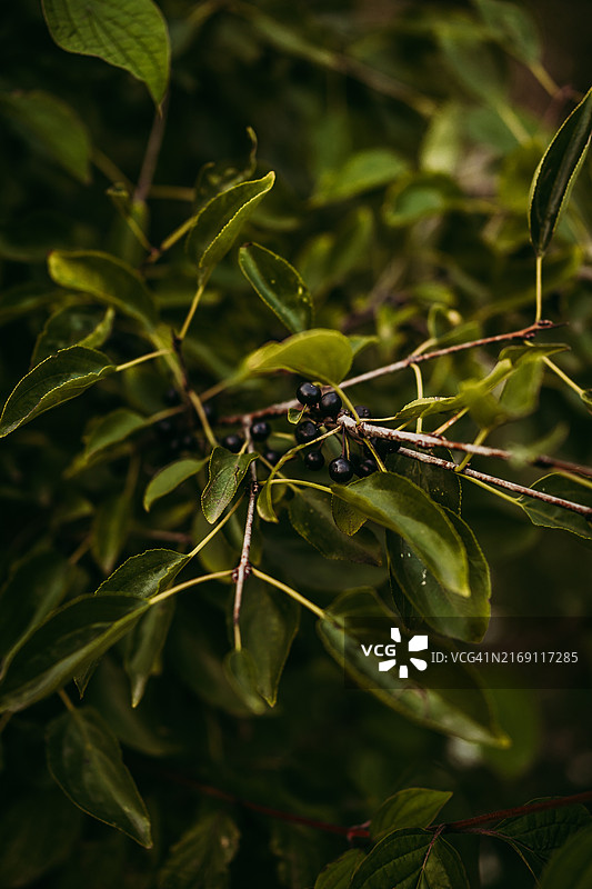 植物上的昆虫特写，波兰图片素材