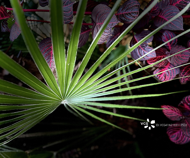 棕榈叶特写，黎巴嫩黎巴嫩山图片素材