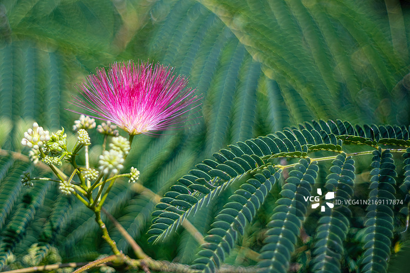 使用Domiron老镜头拍摄的合欢树照片图片素材