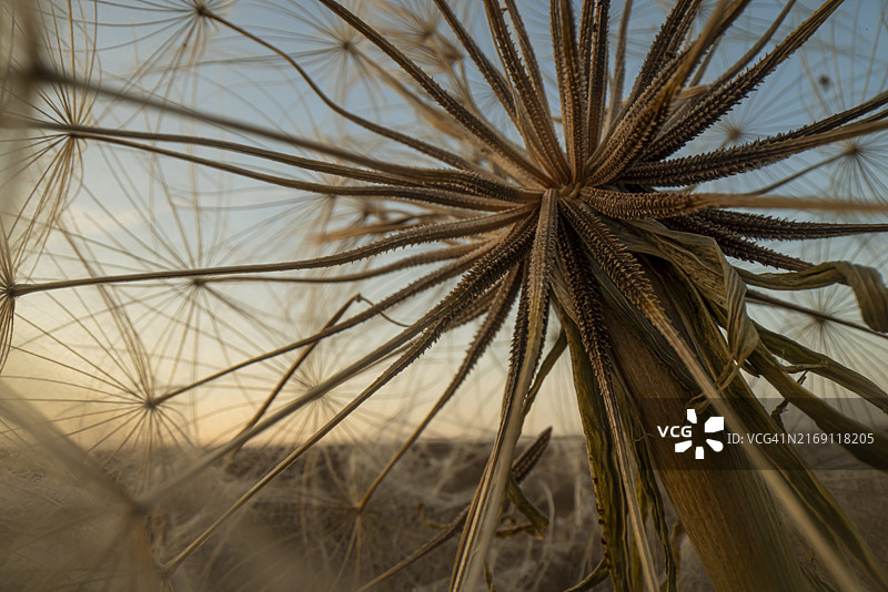 近距离观察 Tragopogon aster 花朵，花期结束后有许多种子图片素材
