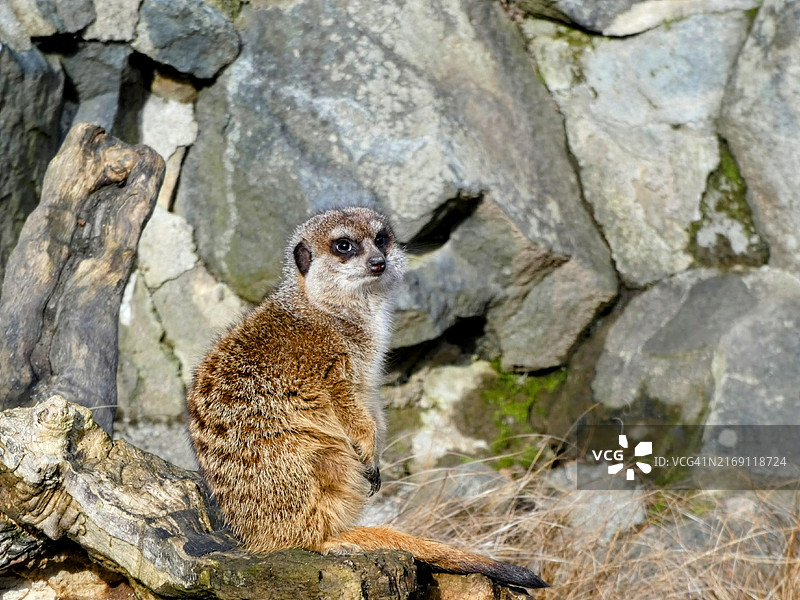 坐在岩石上的猫鼬肖像图片素材