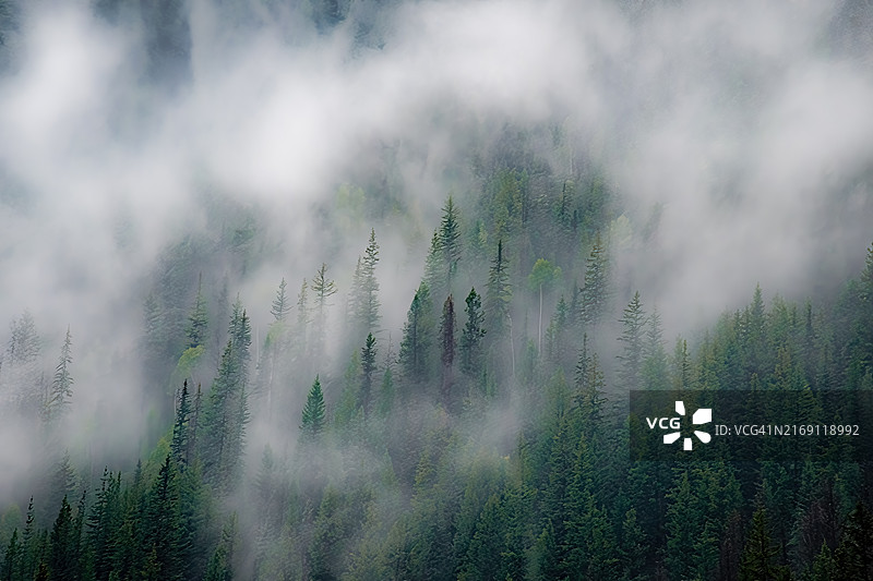 加拿不列颠哥伦比亚省，森林中松树全景图图片素材