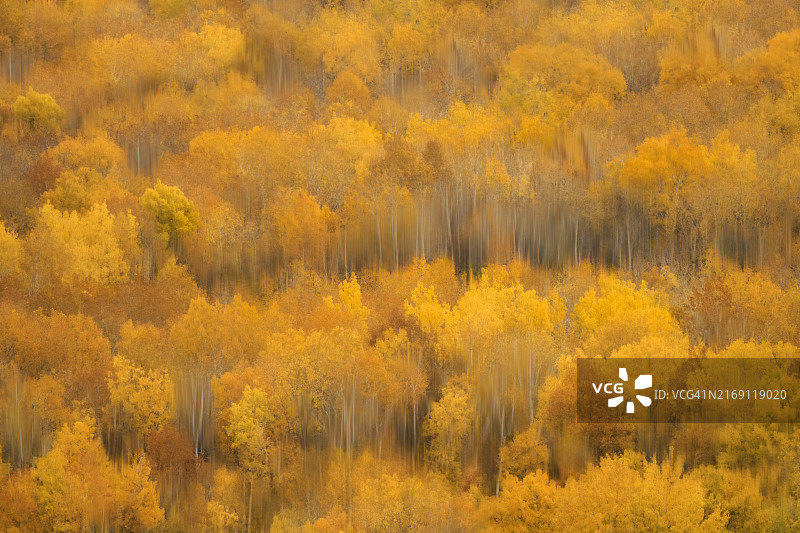 秋季美国森林中的树木图片素材