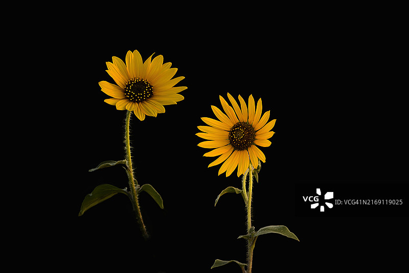 美国黑色背景下的向日葵特写图片素材