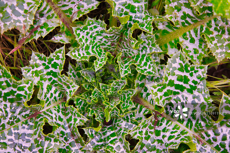 美国加州卡平特里亚山区徒步图片素材