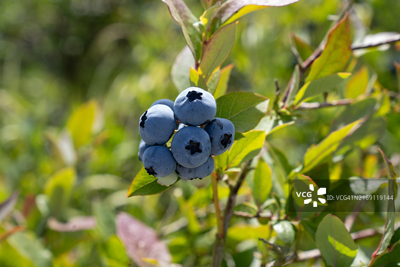 时间的碎片：记忆的本质，斯诺霍米什县，华盛顿州，美国图片素材