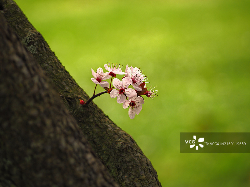 粉色樱花树特写图片素材