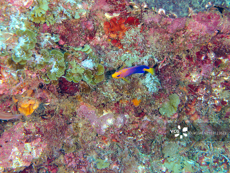 日本豆娘鱼幼鱼：摄于中国本州岛伊豆半岛，2024年8月图片素材