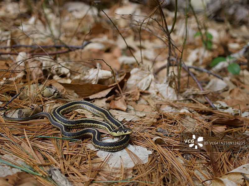 田野上的普通束带蛇特写，美国马萨诸塞州韦兰图片素材