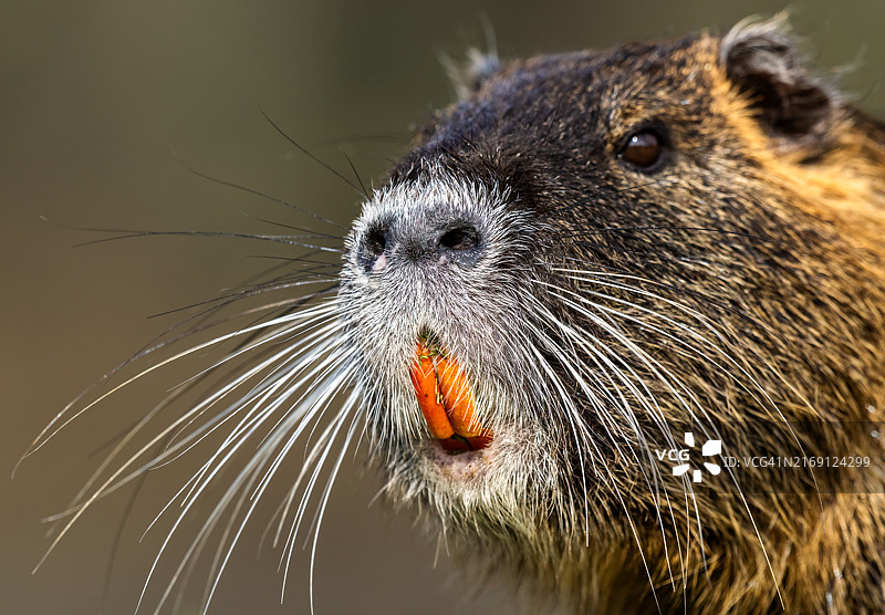 啮齿动物特写图片素材