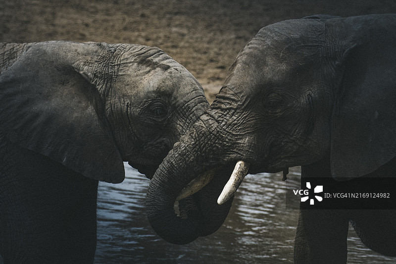 动物园里的大象侧视图图片素材