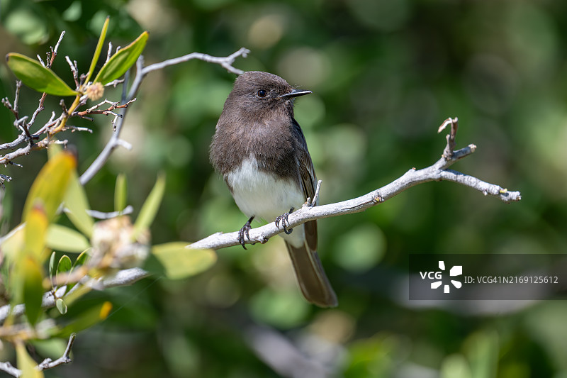 美国加利福尼亚州弗里蒙特：栖息在树枝上的鸟儿特写图片素材