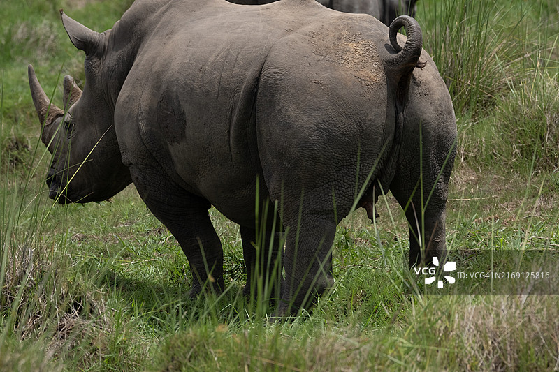 犀牛侧面站立在草地上，乌干达图片素材