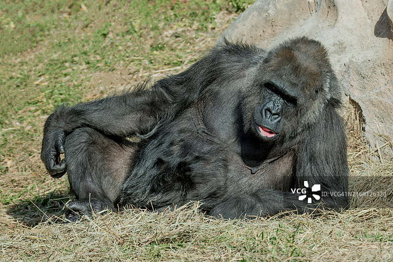 躺在田野上的大猩猩 портрет，美国堪萨斯州威奇托图片素材