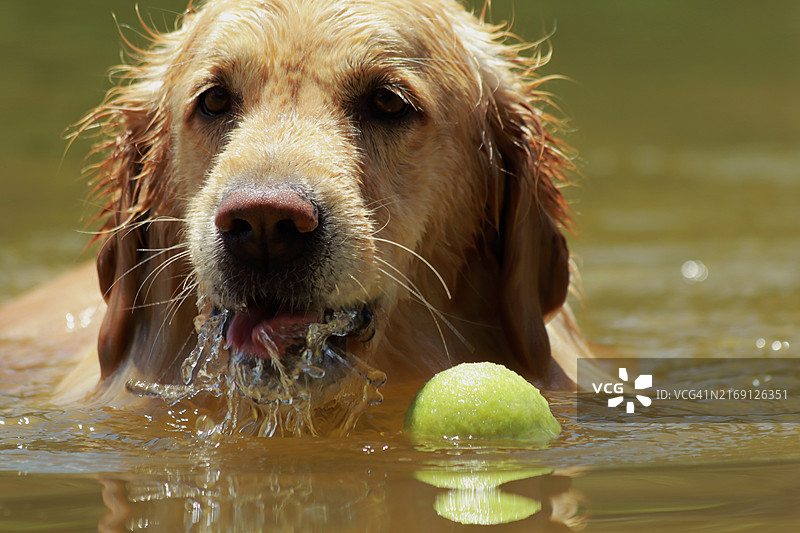 巴西湖中游泳的小狗特写图片素材